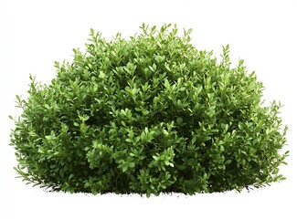 Poster - Lush Green Shrub with Abundant Foliage Ideal for Landscaping and Garden Decoration : Generative AI