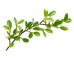 Poster - Lush green stem adorned with numerous leaves capturing essence of nature against a bright backdrop : Generative AI
