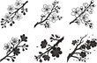 © Ahsan - Elegant Cherry Blossom Branches Timeless Floral Silhouettes.