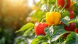 © Supatip - vibrant bell peppers ripening on a vine in a sunny garden. The image captures a variety of colors, including red, yellow, and green. The peppers are surrounded by lush green leaves.