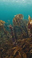 Fototapete - Arctic underwater seascape. Brown seaweed moves in the cold water of the Barents Sea