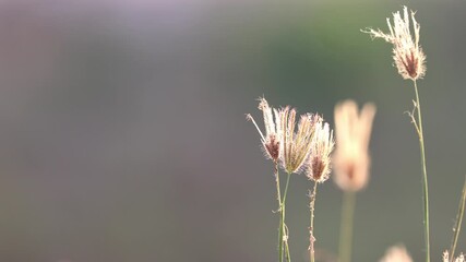 Wall Mural - Whispering Blooms: Delicate wildflowers bask in the soft light of dawn, their ethereal beauty captured in a moment of quiet grace and subtle movement.