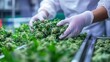 © liliyabatyrova - A skilled worker in a modern cannabis processing facility carefully inspects and sorts vibrant green cannabis buds