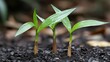 © Anuphong - Three Bright Green Seedlings Emerging from Dark Soil