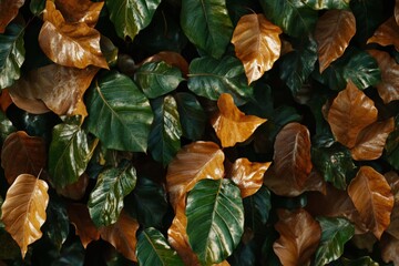 Poster - Vibrant autumn leaves create a colorful tapestry in a serene garden setting during the late afternoon light