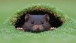 © Ilja - Curious Rodent Peeking Out of its Cozy Burrow in Lush Green Grass, Wildlife Photography