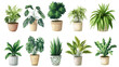 © Zainab - Collection of various indoor plants in decorative pots showcasing diverse green foliage and unique shapes in a bright setting