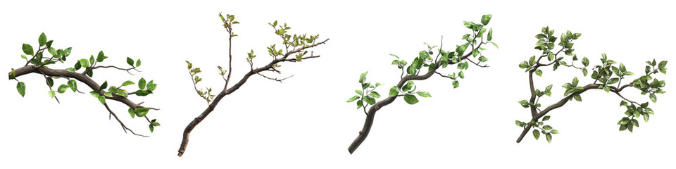foliage adorned tree limb isolated on transparent background.png set of