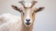 © kirania - A close up front facing portrait of a goat displays its features