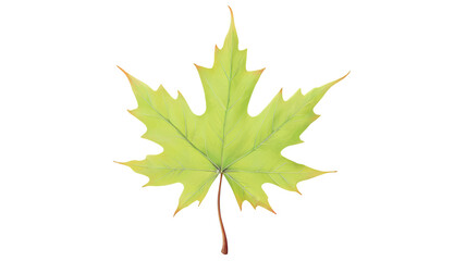 maple leaves
