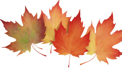 maple leaves