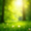 © Phascharaporn - Blurred sunbeams, soft spring greens & yellows, gentle light, design, light