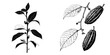 © Andrei - Cocoa pods are represented in modern illustrations, labels, logos, emblems, and symbols