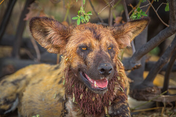 Wall Mural - Portrait of African Wild Dog (Lycaon pictus) with bloody hairs around its neck