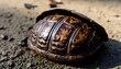 © Vika - Eastern Box Turtle Shell Close-up