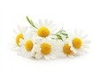 © Nurul - Fresh chamomile flowers bouquet, studio shot, white background