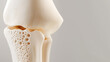 © Marcela - Osteoporosis affecting bone structure: close-up of anatomical model