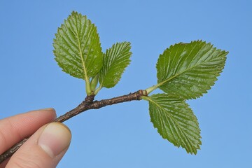 backlit scene showcasing a simple yet elegant beech tree branch in spring, adorned with fresh green 