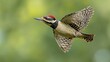© Yopi - Black White Red Woodpecker in Flight Against Green Background