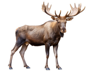 Wall Mural - deer isolated on white background