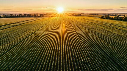 Wall Mural - aerial landscape of vibrant green field at sunset showcasing natures bounty of crops