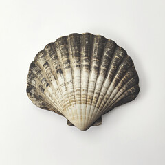 Wall Mural - seashell with textured patterns on white background