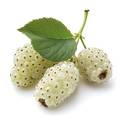 Wall Mural - White mulberry branches on white background. Flat lay, top view