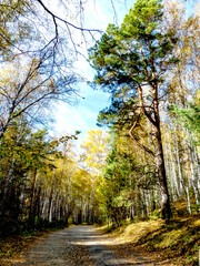 Wall Mural - Autumn forest landscape in the early morning