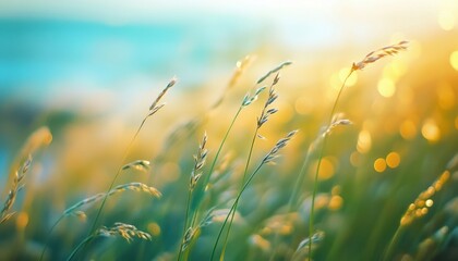 Poster - Golden Hour Grass Field Sunset Landscape