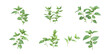 © PNGs WORLD - Pack Herb Set Against Transparent Background for Culinary Branding, Organic Promotion, or Health Design Projects