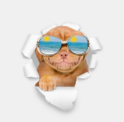 Aufkleber - Happy Mastiff puppy wearing mirrored sunglasses looking through the hole in white paper