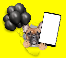 Aufkleber - Cool French bulldog puppy  holding black balloons and big smartphone with white blank screen in it paw and looking through the hole in yellow paper