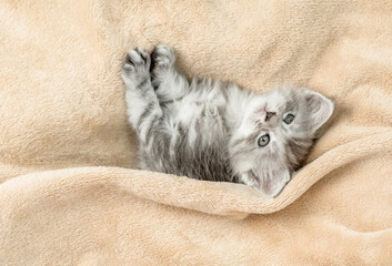 Aufkleber - Playful Maine coon kitten lying under warm blanket on a bed at home. Top down view