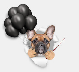 Aufkleber - Cute French bulldog puppy holding black balloons, looking through the hole in white paper and pointing away on empty space