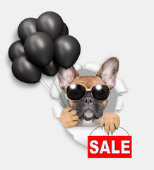 Aufkleber - Funny French Bulldog puppy wearing sunglasses looks through the hole in white paper, holding black balloons and showing signboard with labeled 
