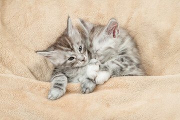 Aufkleber - Two cozy Maine coon kittens sleep under warm blanket on a bed at home. Top down view