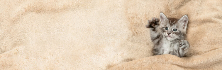 Fototapete - Playful Maine coon kitten lying under warm blanket on a bed at home. Top down view. Empty space for text