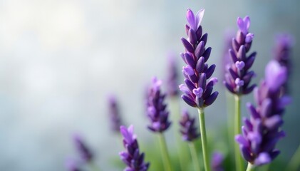 Tiny blooms of lavender plant in high definition, isolated, macro