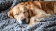 © Hamied - Photo of the sleeping Golden retriever on the old grey blanket . generate AI