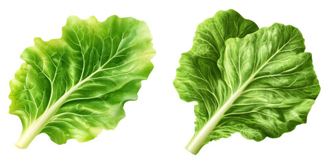 Wall Mural - Two vibrant green lettuce leaves with detailed textures