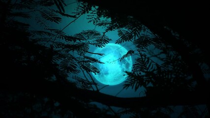 Wall Mural - Full moon at night in the trees