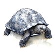 © Veerakit - Detailed Illustration of a Galapagos Tortoise, Majestic Reptile in Watercolor Style.