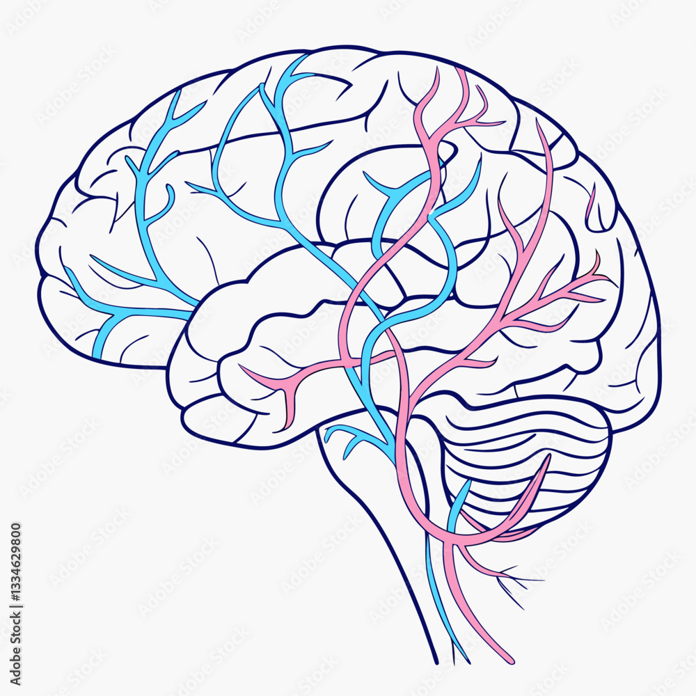 Human Brain Vascular System: Detailed Anatomy Illustration - Arteries ...