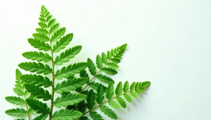 large fern frond against white background with subtle texture, foliage, fern frond, botany