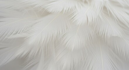 Wall Mural - white feather texture background - close-up of soft, white feathers, perfect for backgrounds or desi