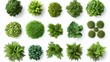 © idharmaian - Top-down view of various greenery, plants, and shrubs.  Dense foliage in circular arrangements against a white background