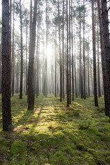  Wysoki, sosnowy las w zimowy poranek. Między drzewami unosi się opar mgły oświetlany promieniami wschodzącego słońca.