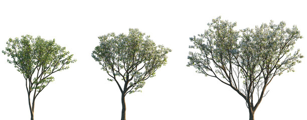Wall Mural - set of pyrus (the common pear) blossoming frontal street trees isolated png on a transparent backgro
