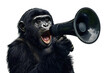 © Jack - Gorila holding carry a big megaphone wildlife animal black.