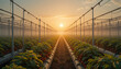 © nanang - Tomatoes ripening on hanging stalk in greenhouse